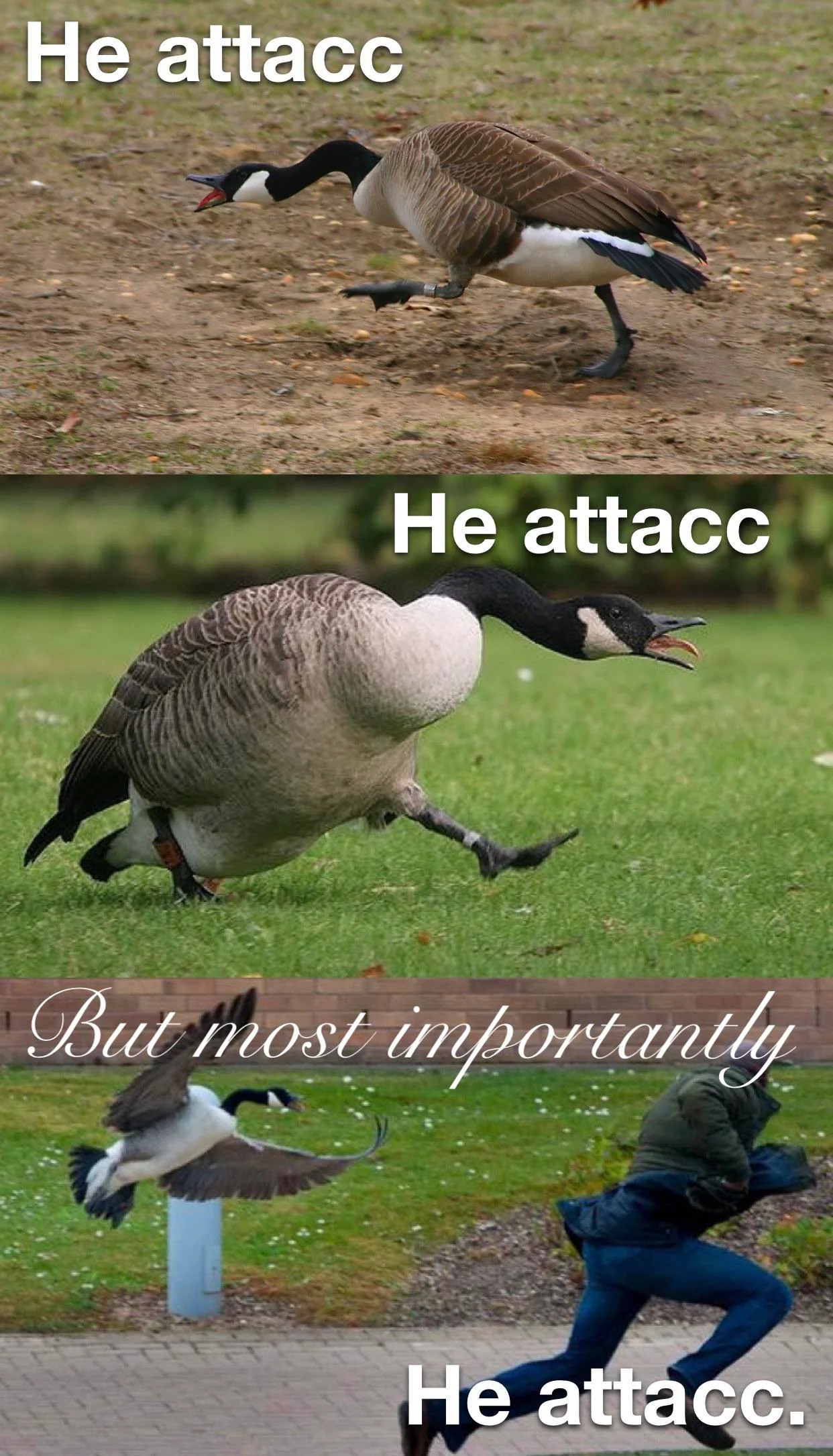 A goose murdered my entire family