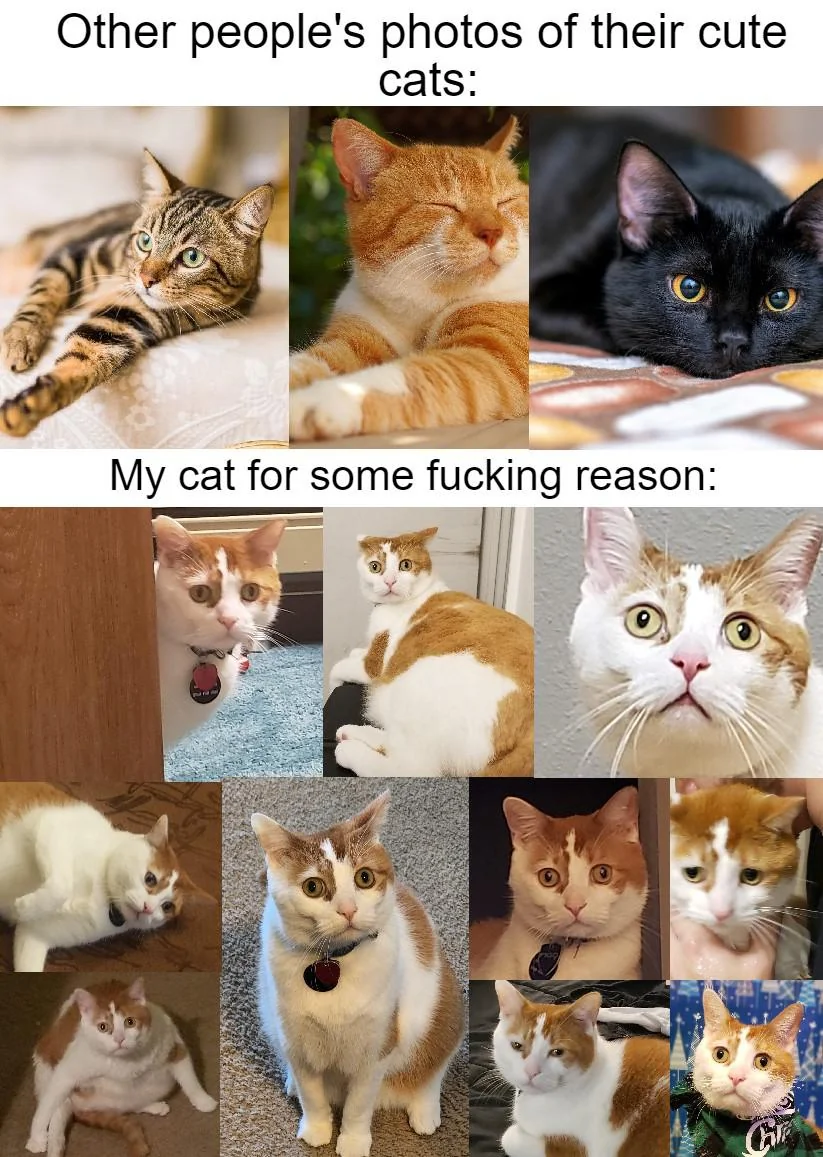 After 5 years of owning him we realized he has a lazy eye.