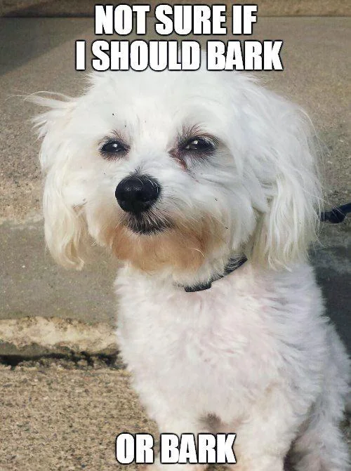 Am I cute or am I cute?