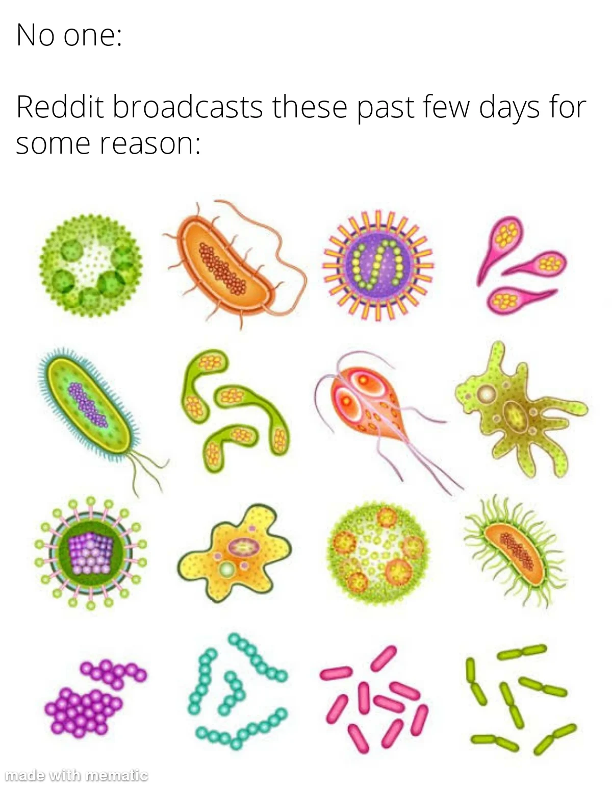 Bacteria
