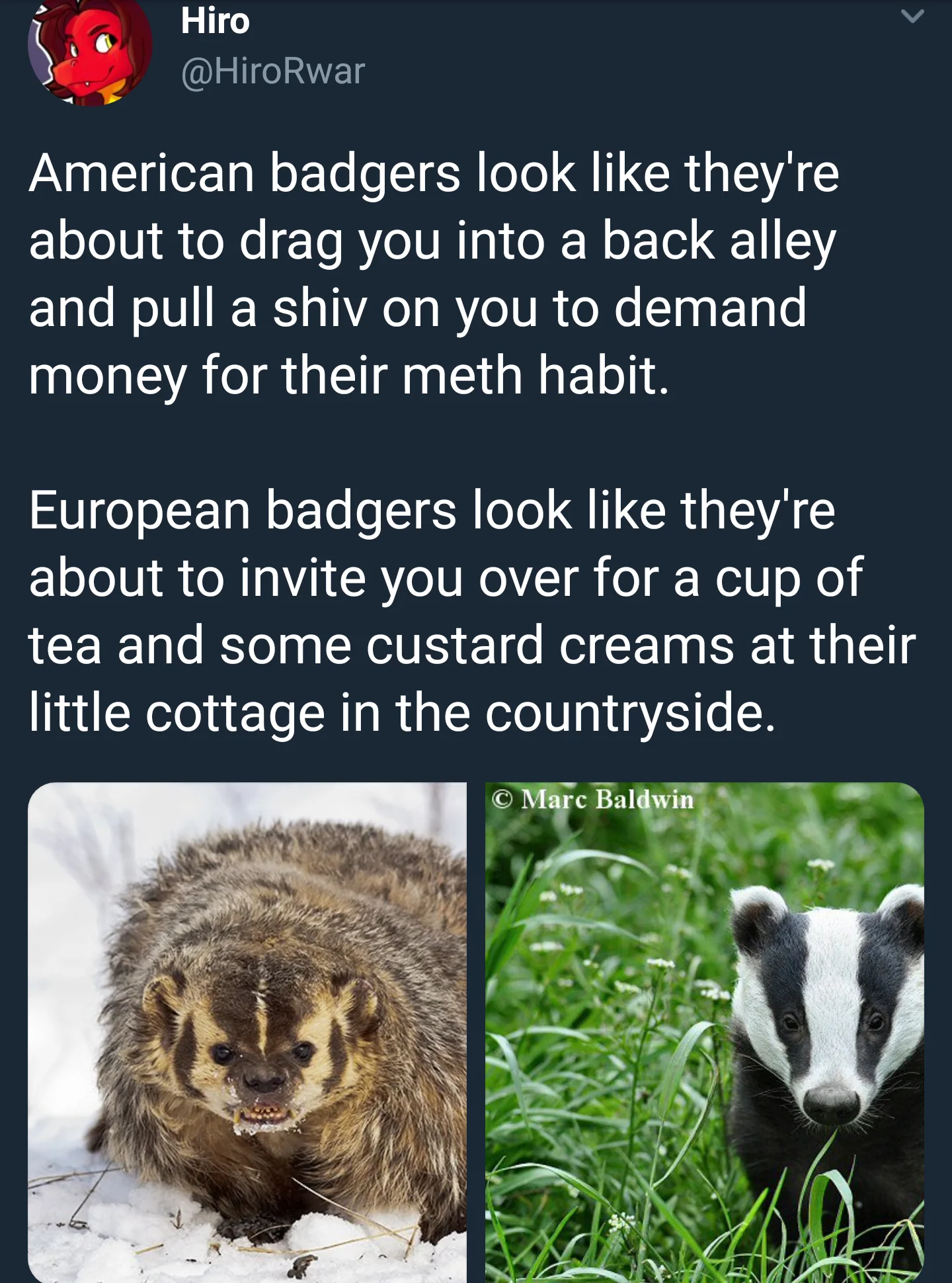 Badger manners