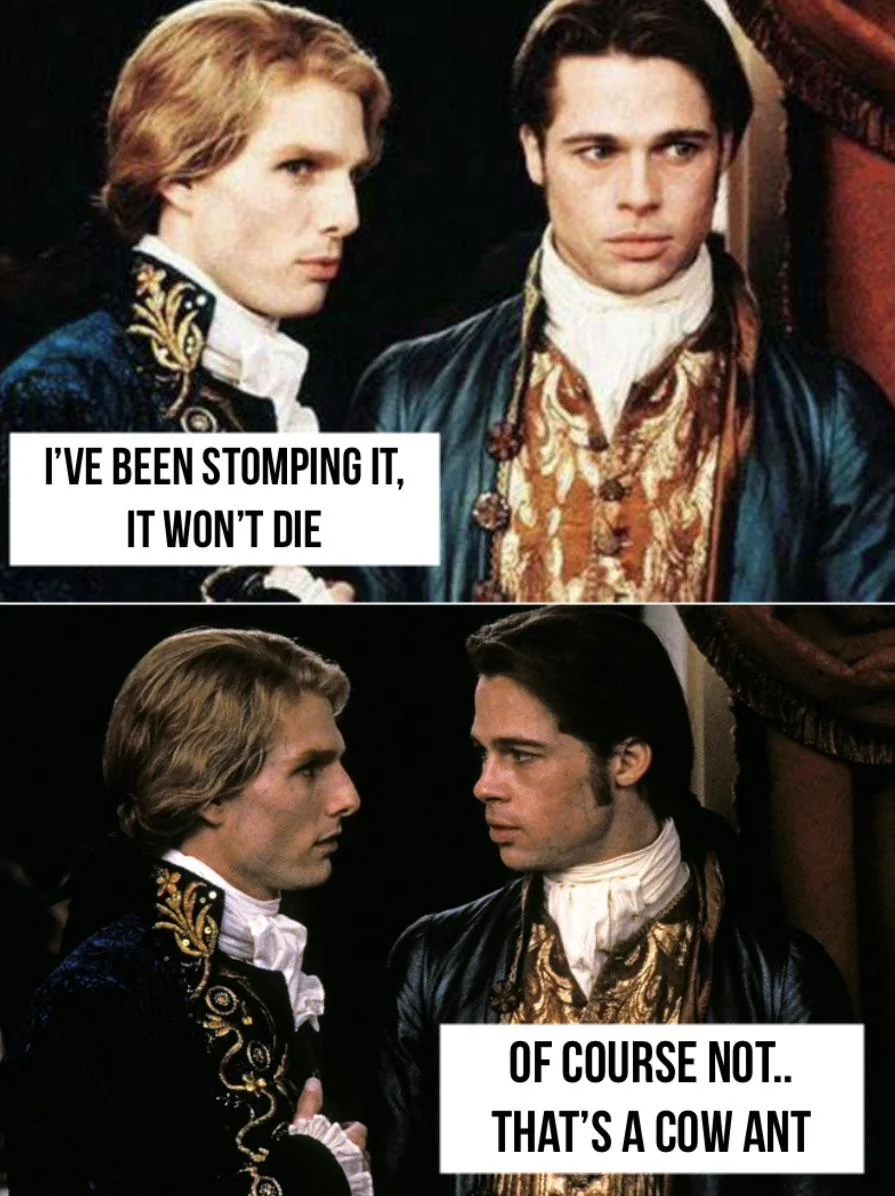 Baffles even the vampires