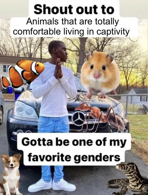 Birds are not good pets