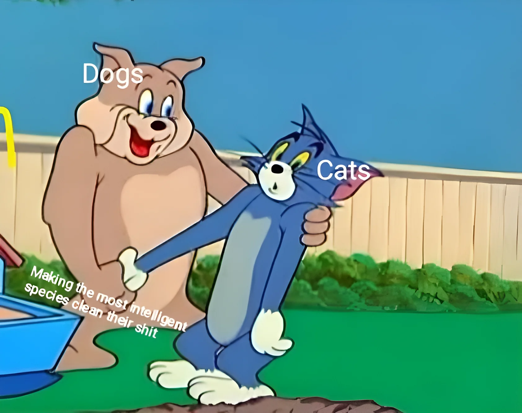 C for Cat and D for Dog.