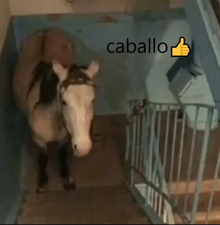 caballo👍