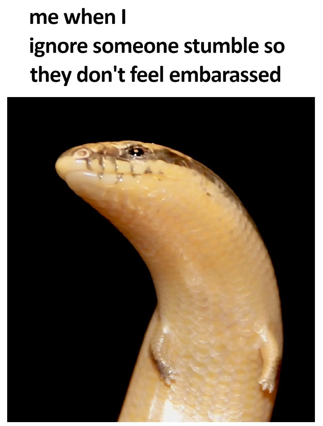 check this demure skink