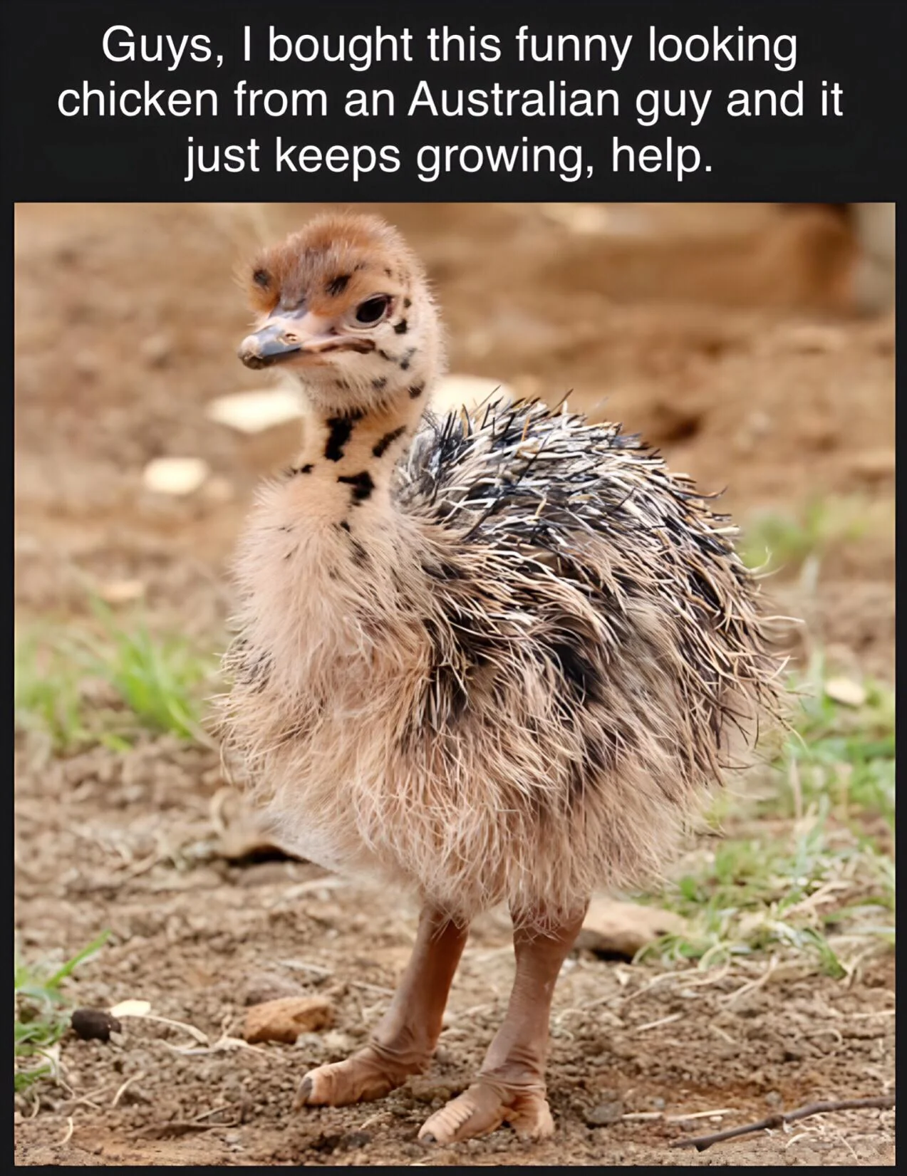 Guys, what should i do with this funny looking chicken?