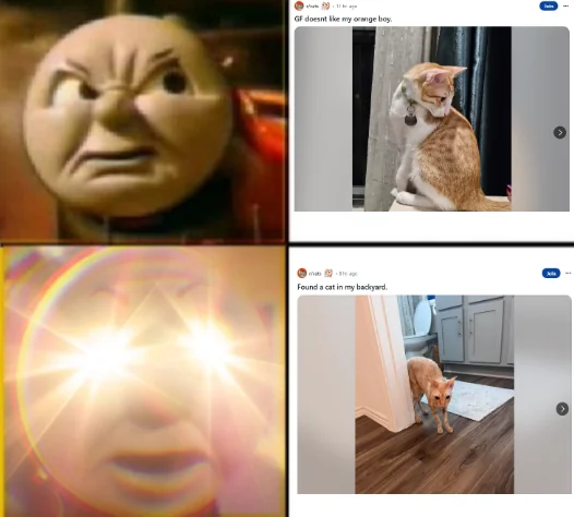 had eye surgery today and now seeing double... those poor eight cats all need a home