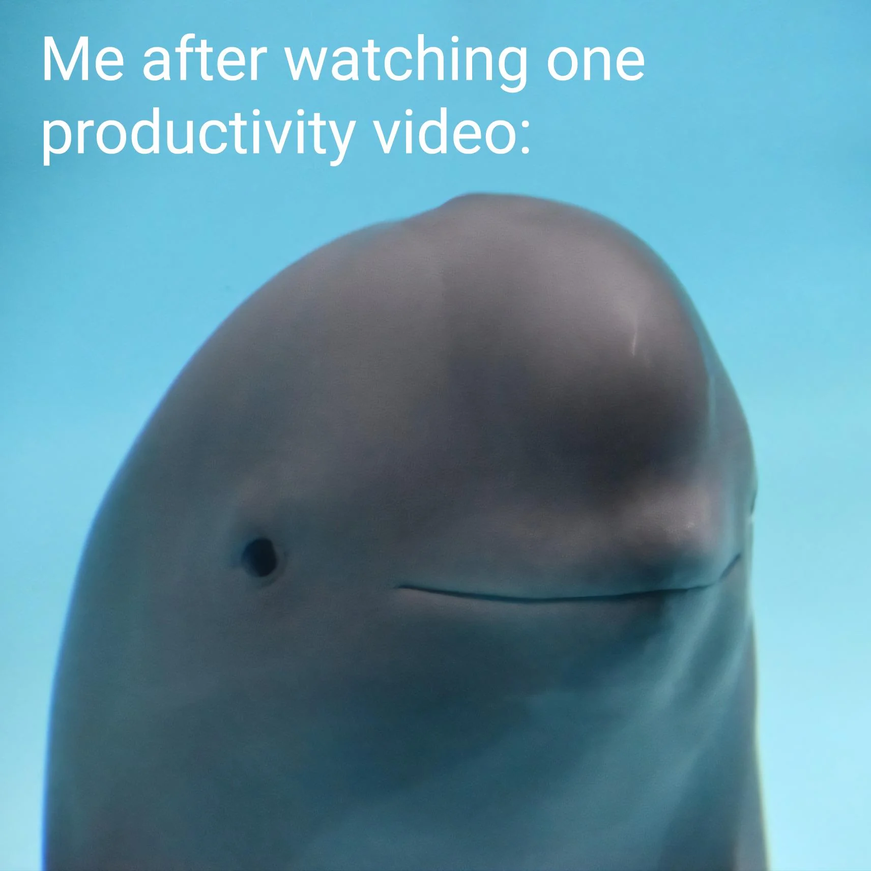 Immediately opens Netflix