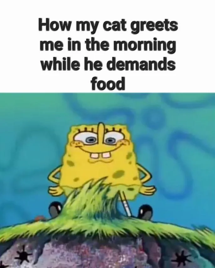 Meow I want food now