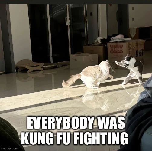 My cats grew up watching Jackie Chan