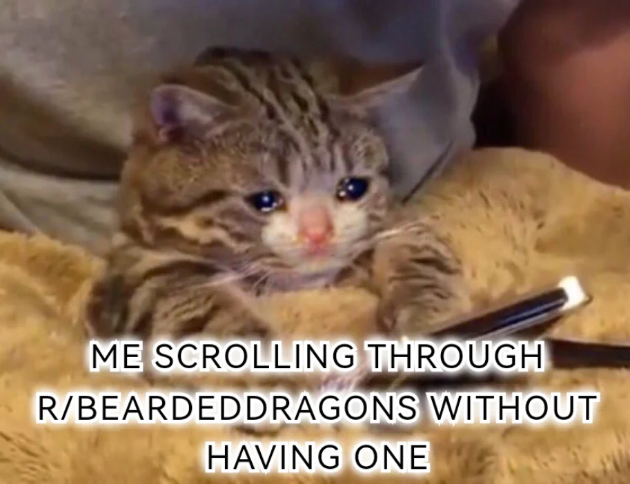 My parents don't want them in the house