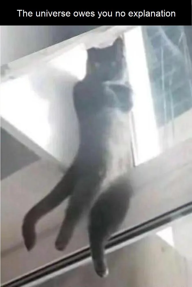 Our lord and savior Mr. Whisker