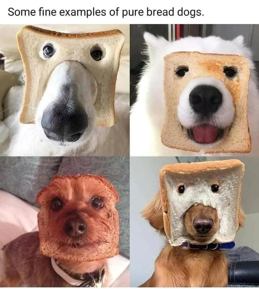 Pure Bred Dogs