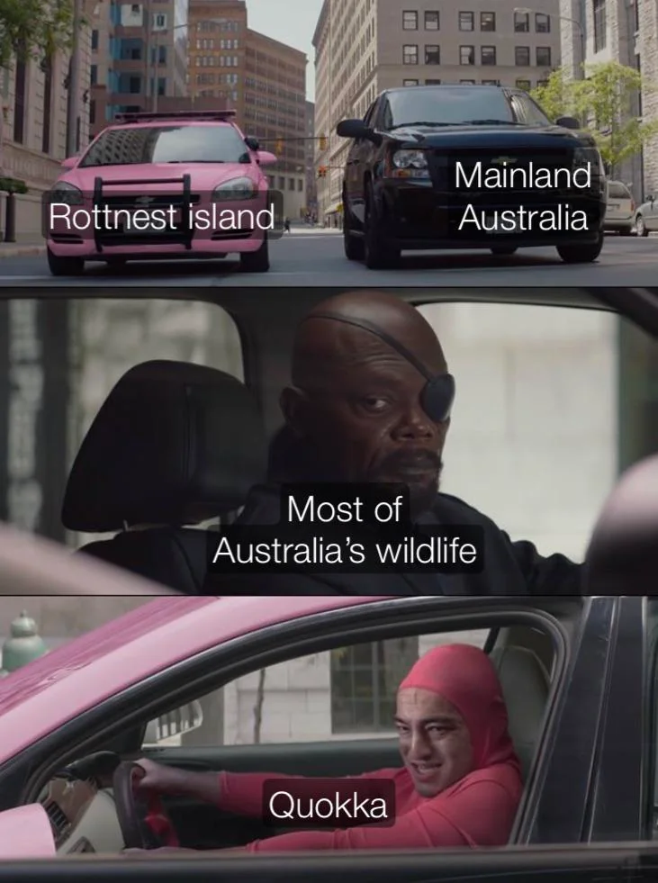 Quokka’s are so friendly and cute.
