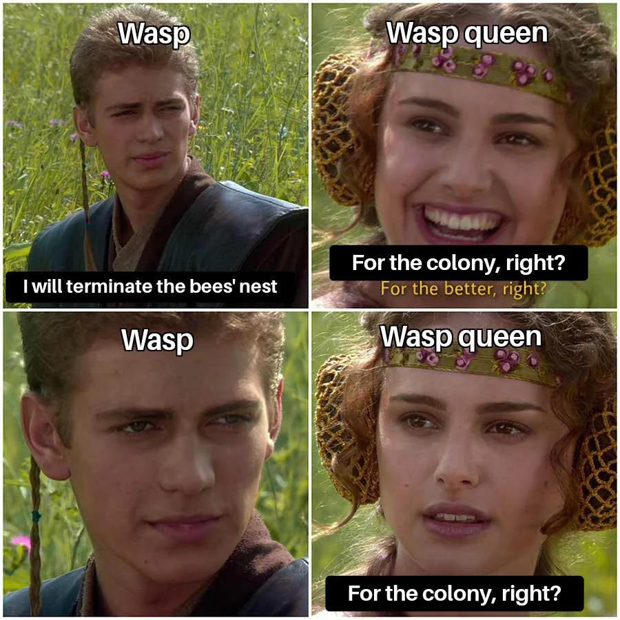 Stings will be everywhere