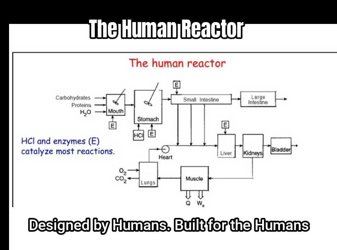 The Human Reactor.