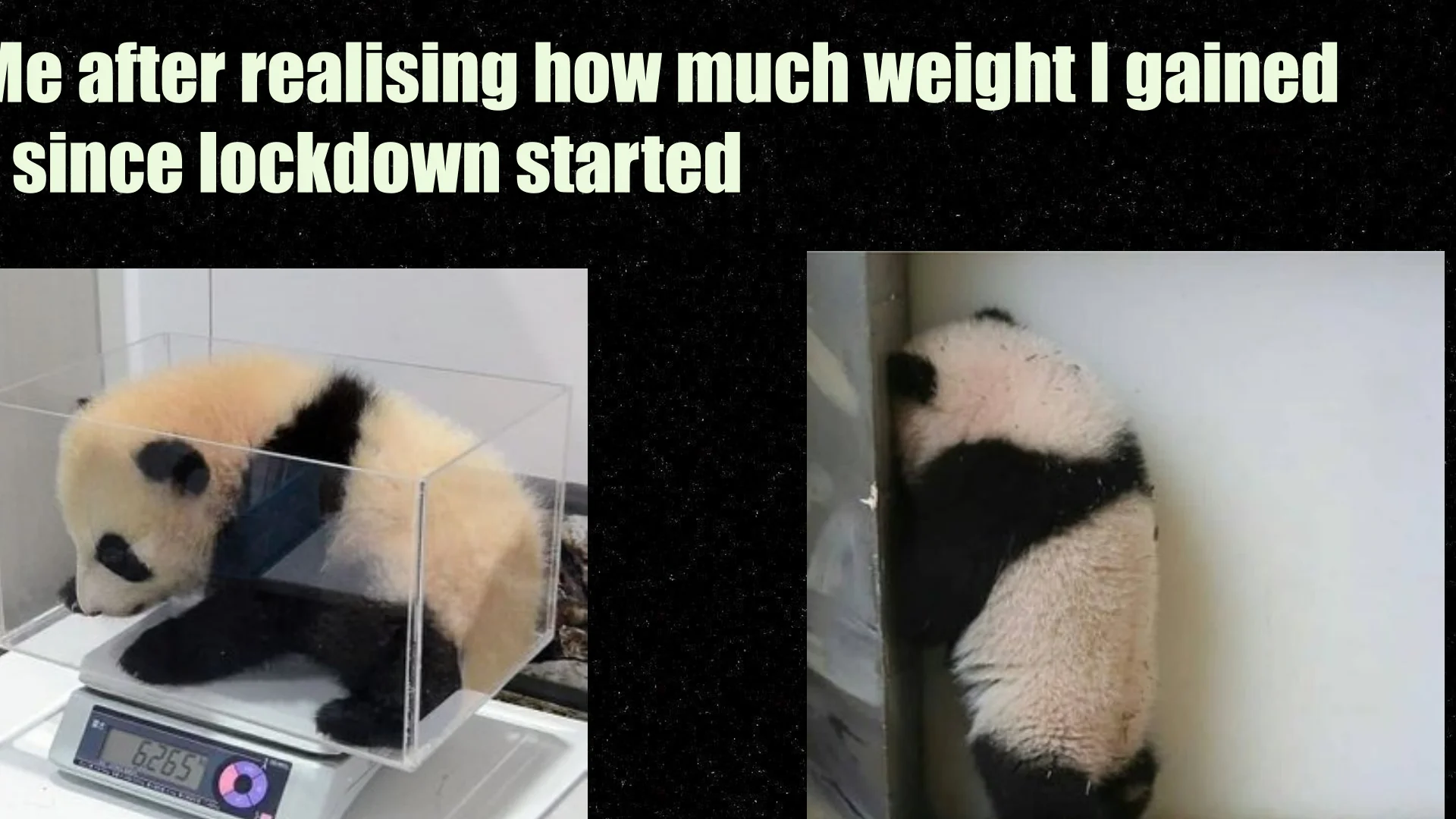 the scale is obviously broken