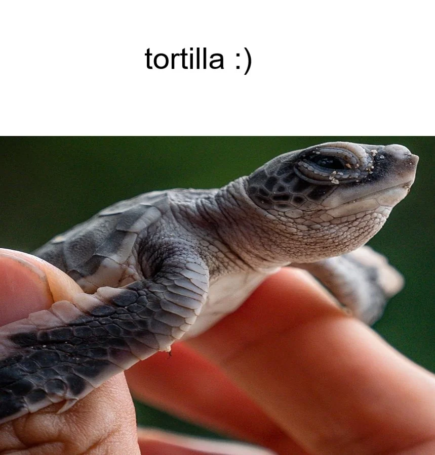 tortilla :)