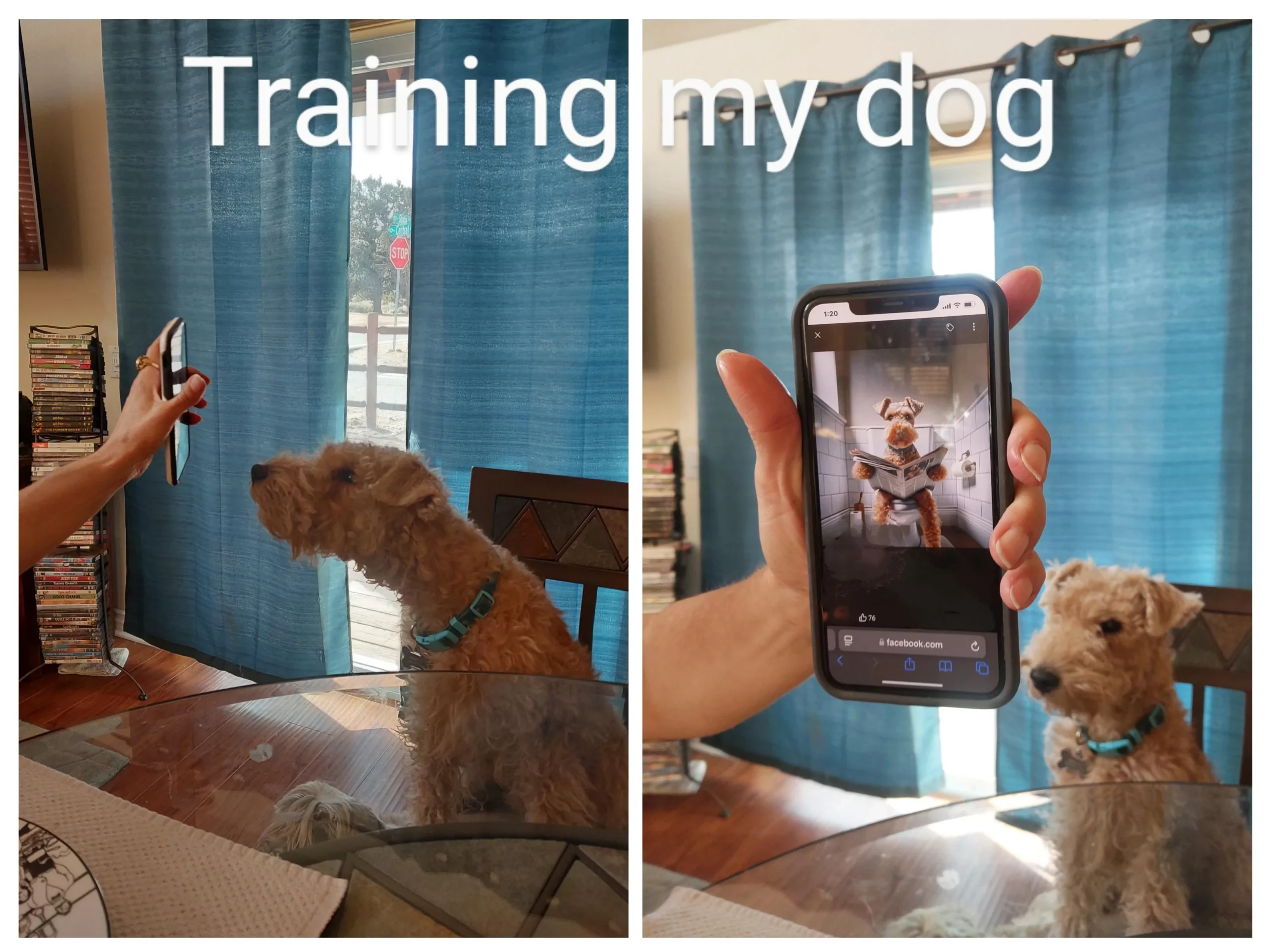Training my dog