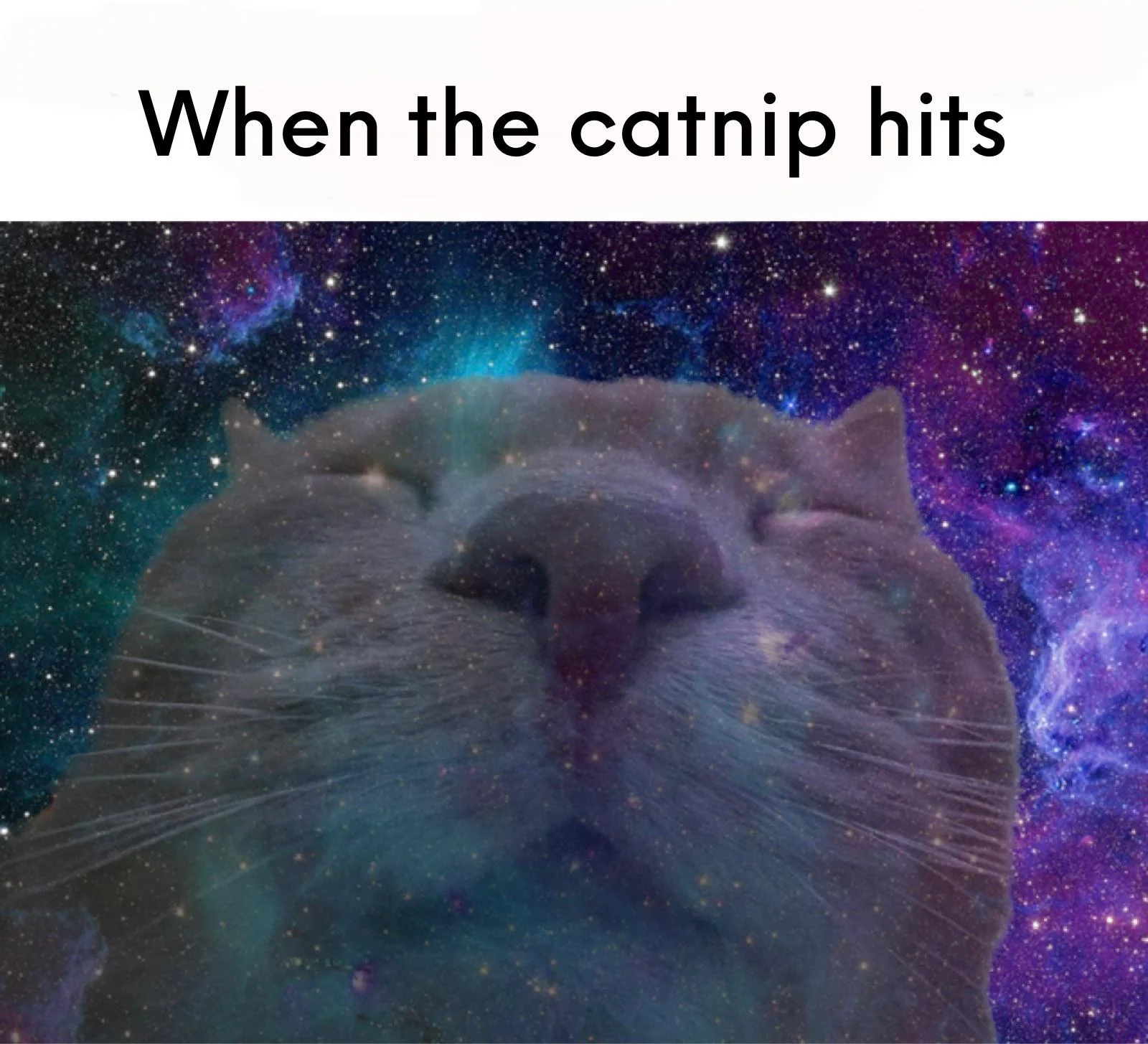 When the catnip hits